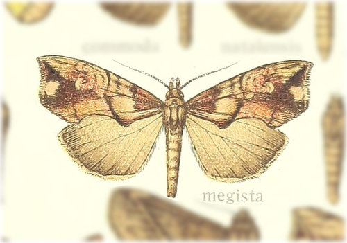 Plusiodonta megista