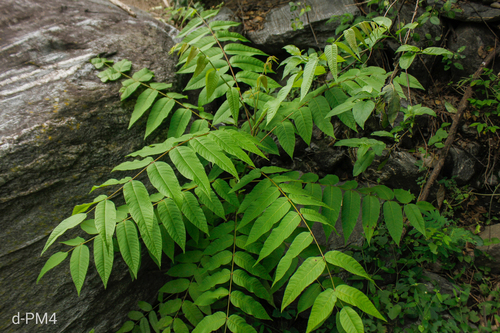 Juglans australis, photograph 4