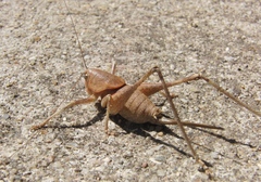 Thyreonotus bidens