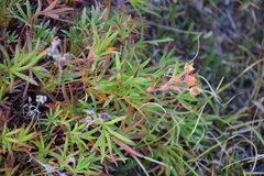 Potentilla biflora
