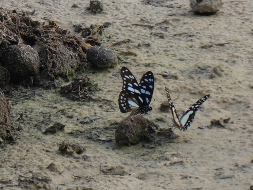 Veined Swordtail