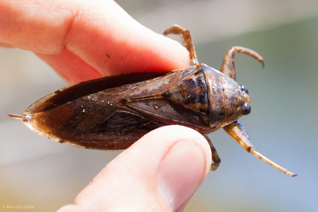 American Giant Water Bug