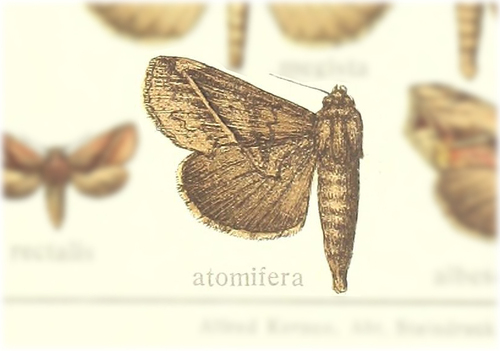 Devena atomifera
