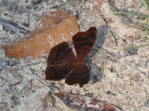Aurivillius’ Brown Pansy