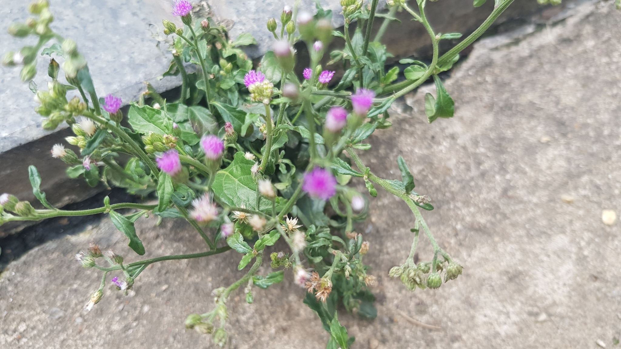 Cyanthillium cinereum — ảnh 2