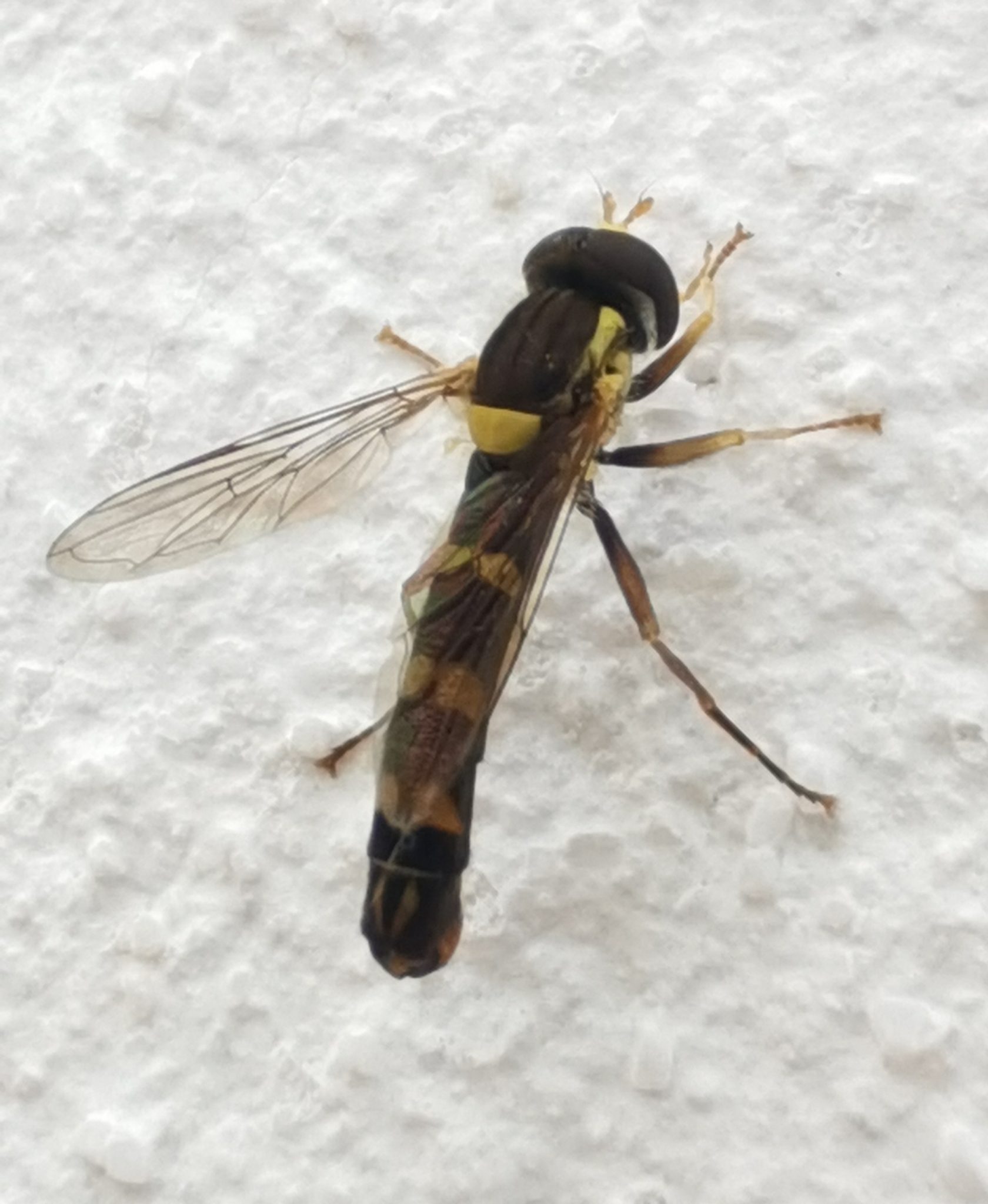 Mosca Plumón