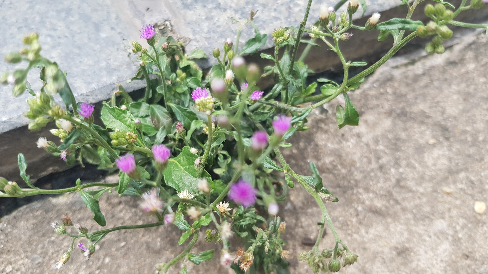 Cyanthillium cinereum — ảnh 3