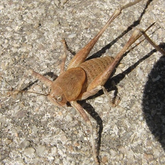 Thyreonotus bidens