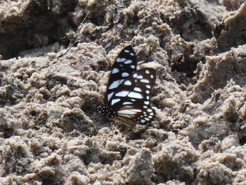 Veined Swordtail