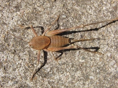 Thyreonotus bidens