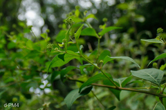 (c) Lourdes Mariel Quarin, some rights reserved (CC BY) Pisoniella arborescens, photograph (c) Lourdes Mariel Quarin, some rights reserved (CC BY)