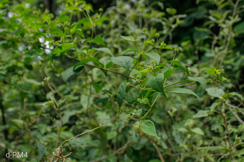 Pisoniella arborescens, photograph 2