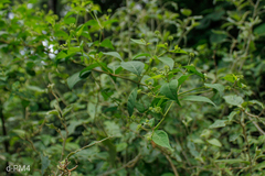 (c) Lourdes Mariel Quarin, some rights reserved (CC BY) Pisoniella arborescens, photograph (c) Lourdes Mariel Quarin, some rights reserved (CC BY)