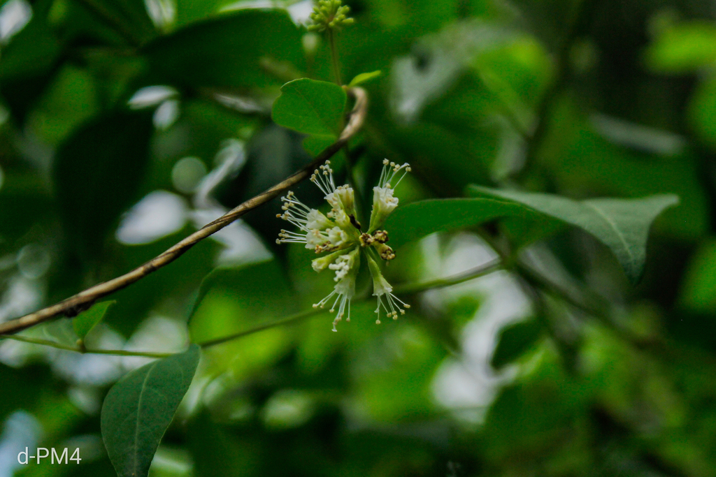 Pisoniella arborescens; photograph (c) Lourdes Mariel Quarin, some rights reserved (CC BY)
