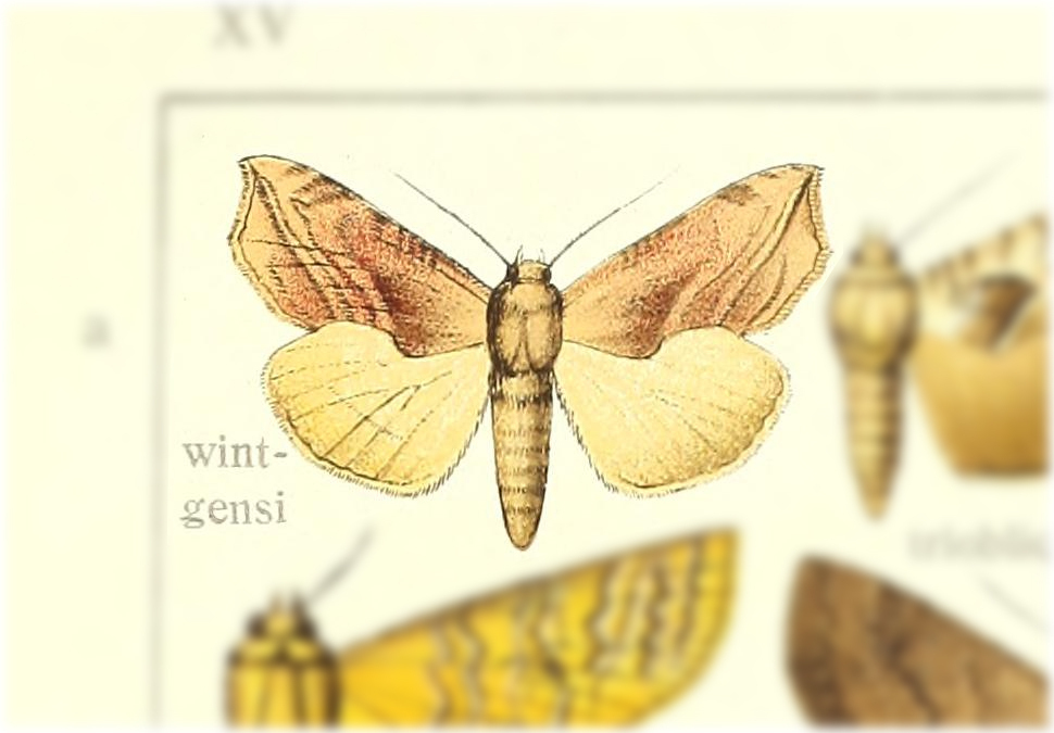 Oraesia wintgensi