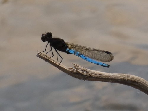 Blue Jewel