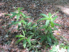 Costus wilsonii