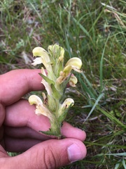 Pedicularis tristis