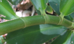 Costus wilsonii