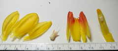 Costus wilsonii