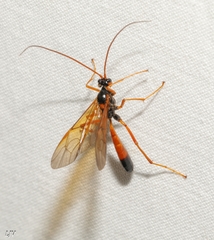 Opheltes glaucopterus barberi