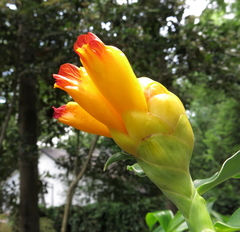 Costus wilsonii