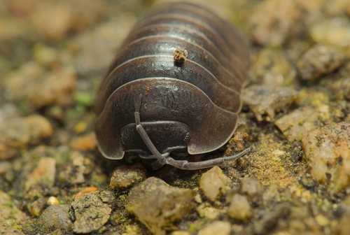 Southern Pill Woodlouse, Devonport, Plymouth, UK, photo 8 of 10