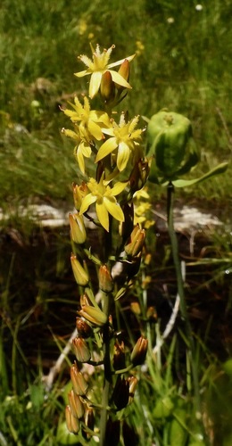 California bog asphodel (Narthecium californicum)