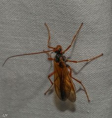 Opheltes glaucopterus barberi