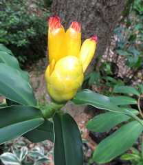 Costus wilsonii