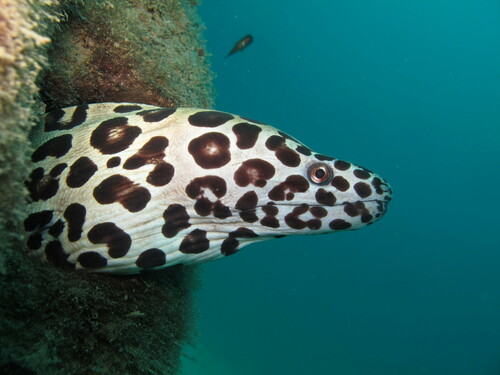 How to identify Gymnothorax isingteena (Richardson, 1845)