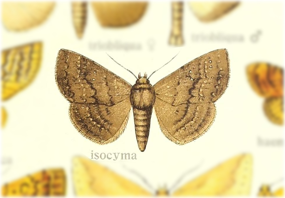 Saroba isocyma