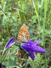 Melitaea ambigua