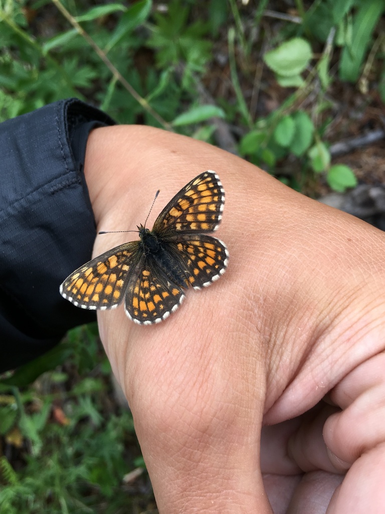 Melitaea ambigua