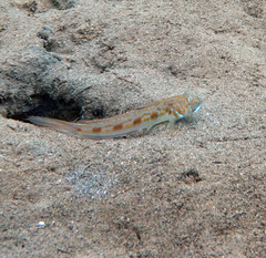 Spotfin Goby photo 4