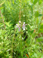 Stachys hyssopifolia