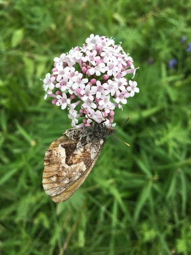 Oeneis urda