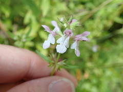 Stachys hyssopifolia