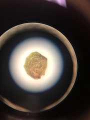 Potamogeton diversifolius