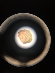 Potamogeton diversifolius