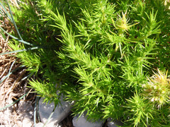 Drypis spinosa spinosa