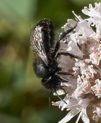 iNaturalist observation photo of Cephalosmia
