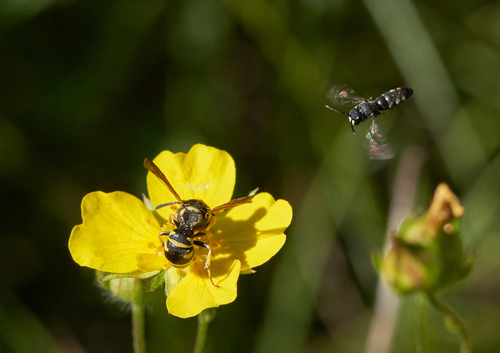iNaturalist observation photo of Masked Bees