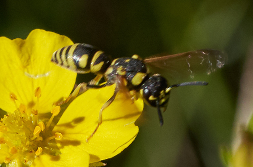iNaturalist observation photo of Potter and Mason Wasps
