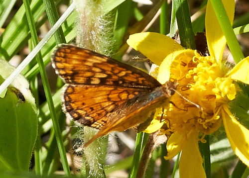 iNaturalist observation photo of Checkerspots