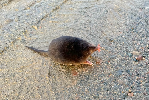 Star-nosed Mole, photo 5 of 10