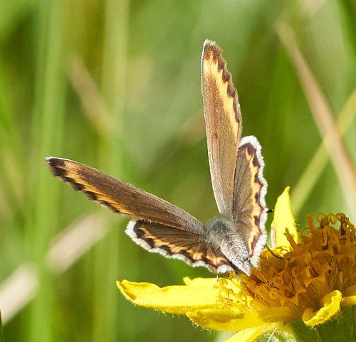 iNaturalist observation photo of Plebejus