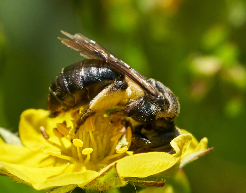 iNaturalist observation photo of Mining Bees