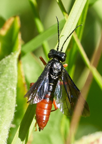 iNaturalist observation photo of Sawflies, Horntails, and Wood Wasps