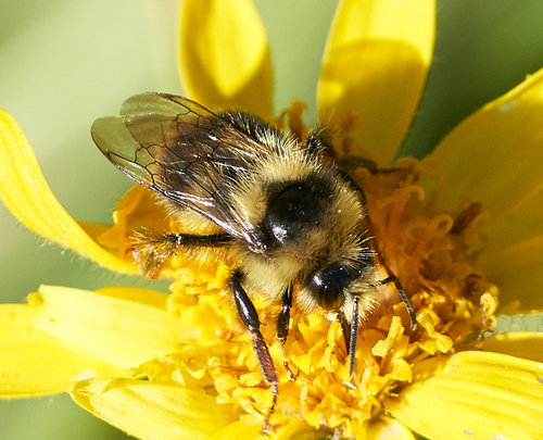 iNaturalist observation photo of Pyrobombus